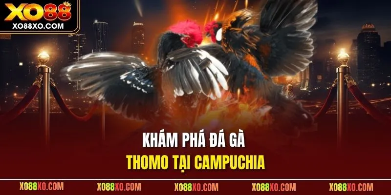 Khám phá đá gà Thomo tại Campuchia