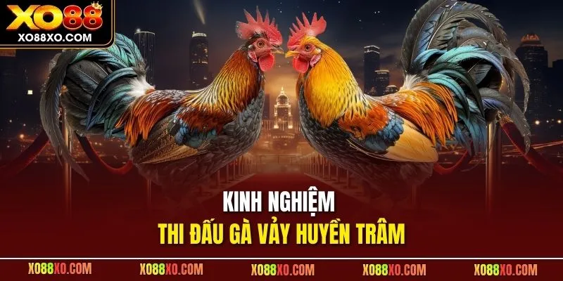 Kinh nghiệm thi đấu gà vảy huyền trâm