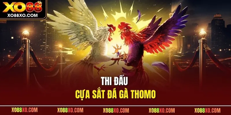 Thi đấu cựa sắt đá gà Thomo