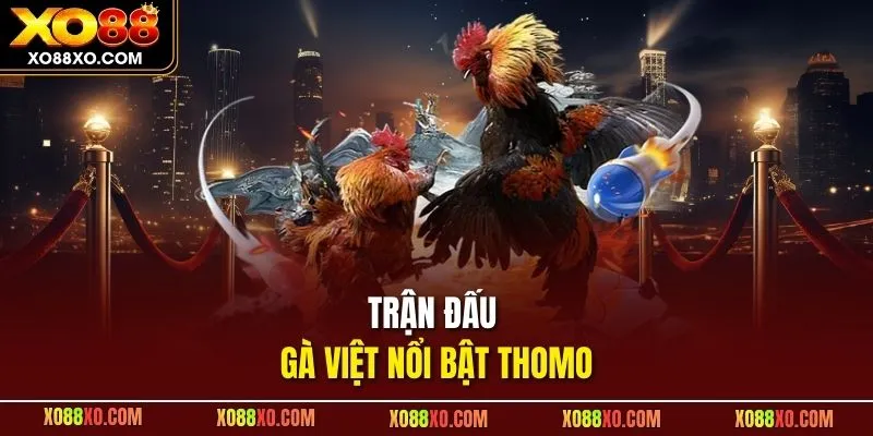 Trận đấu gà Việt nổi bật Thomo